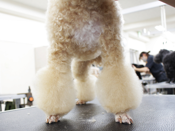 本日もかわいいお客様が来校♪